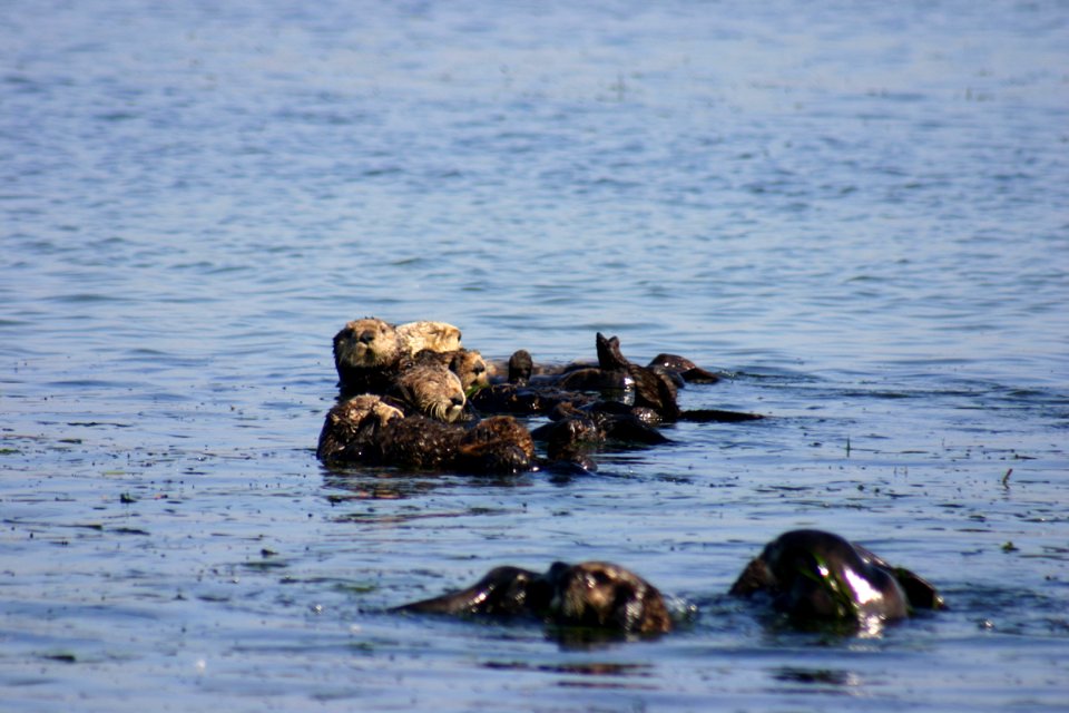 MBNMS - Sea Otters In Eel grass Bed