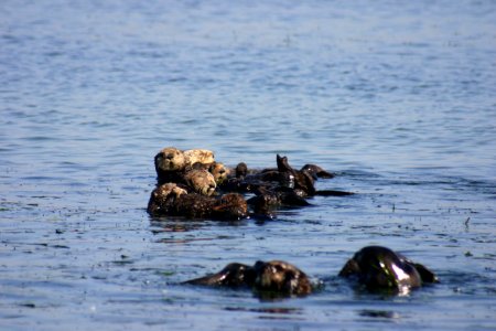 MBNMS - Sea Otters In Eel grass Bed photo