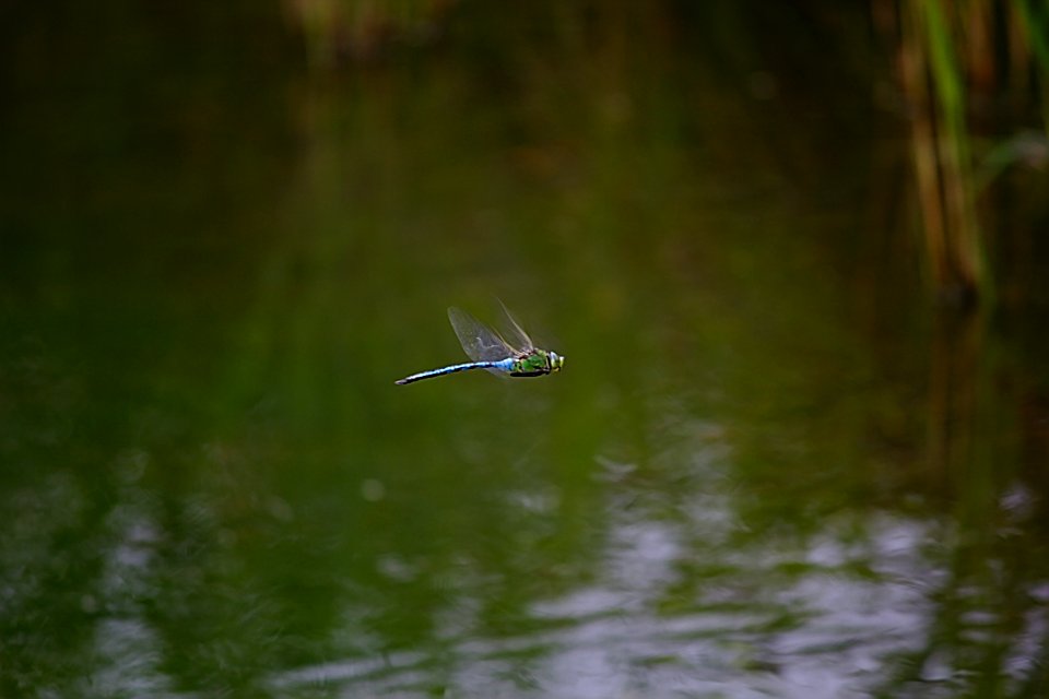 Libellule - Flying dragonfly