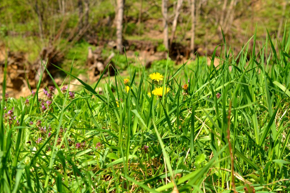Flowers in the garden