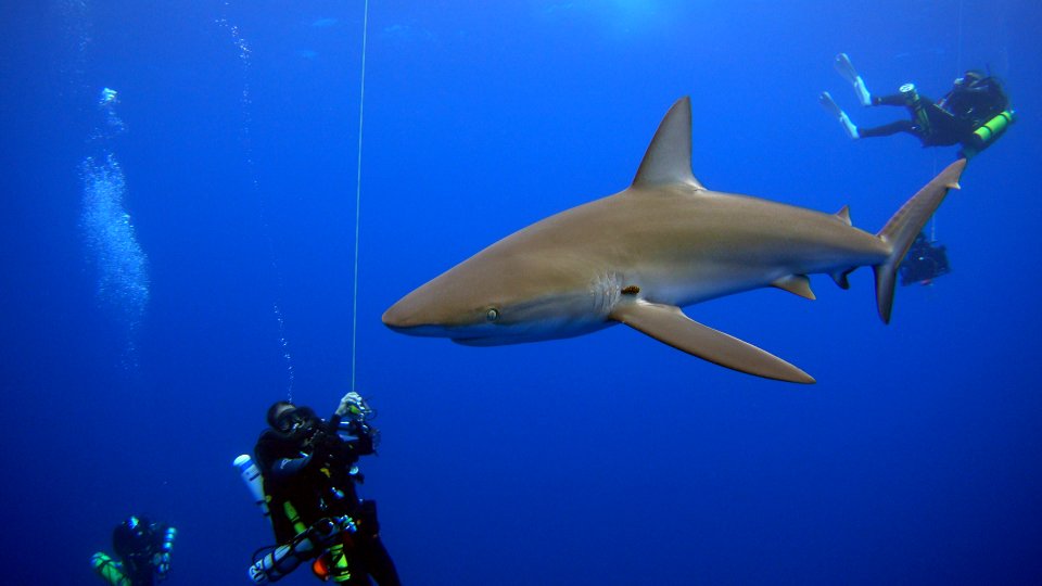 PMNM - Galapagos shark approaches NOAA scientists at Pioneer Bank photo