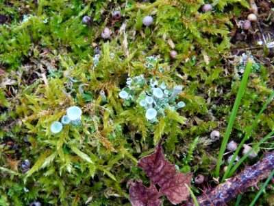 Pixie Cup Lichen, Cladonia Coccifera