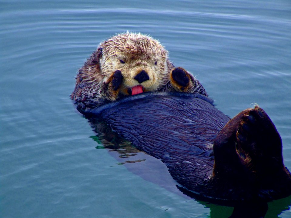 MBNMS - sea otter grooming