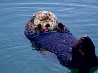 MBNMS - sea otter grooming photo