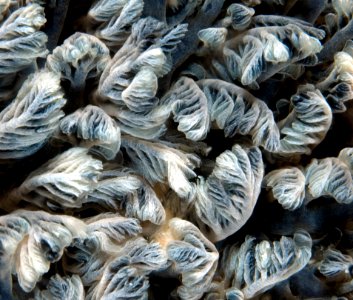 GRNMS - Gills of Dendrodoris closeup