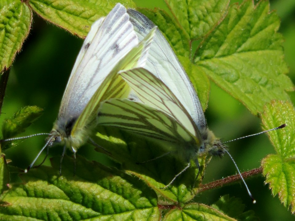 Green-veined white