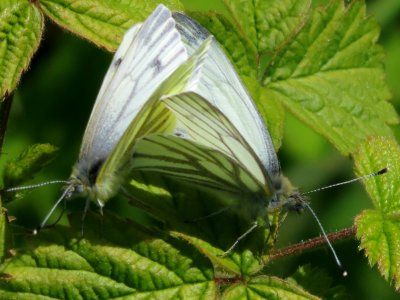 Green-veined white photo