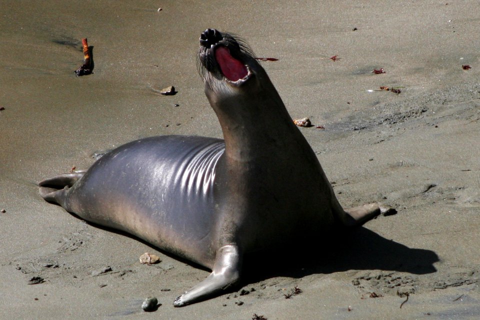 Elephant seal bark smile -NOAA-nopin