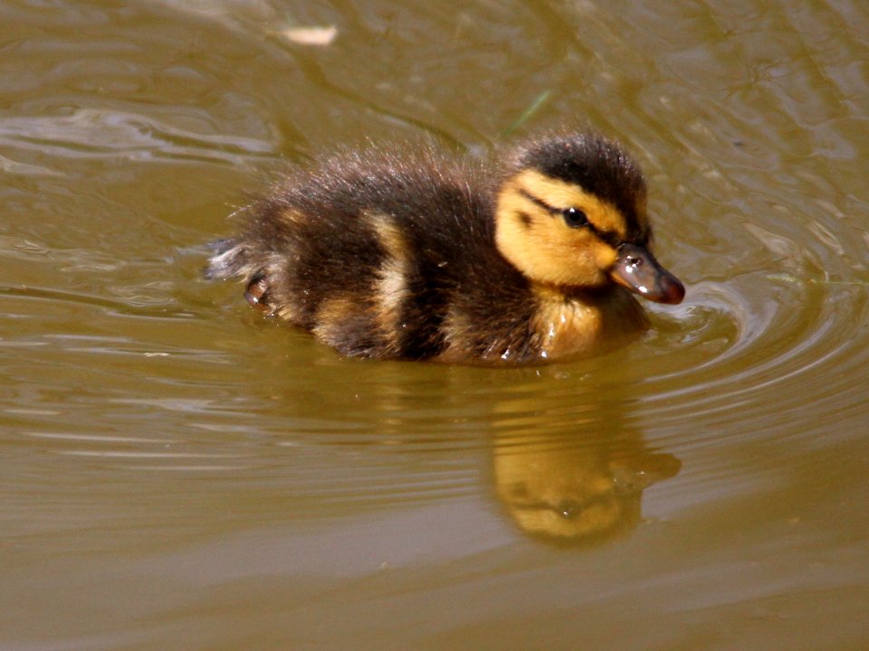 Alpha Duckling. photo