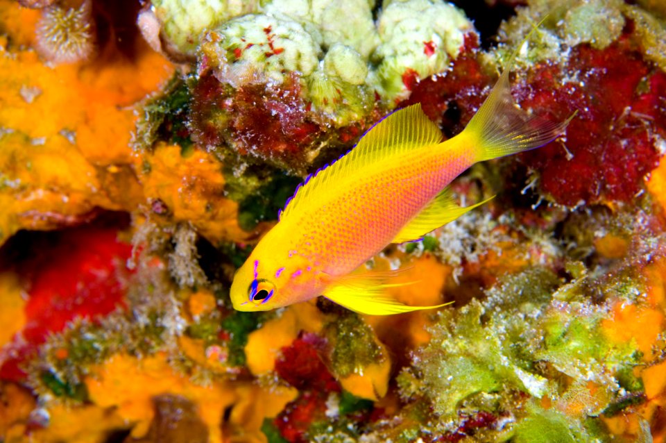 PMNM-Hawaiian Longfin Anthias at Laysan-GregMcFallNOAA