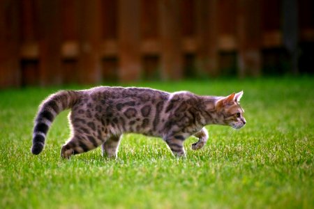 Blue bengal kitten: taste of freedom - 3