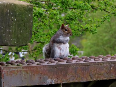 Grey Squirrel with Heartburn