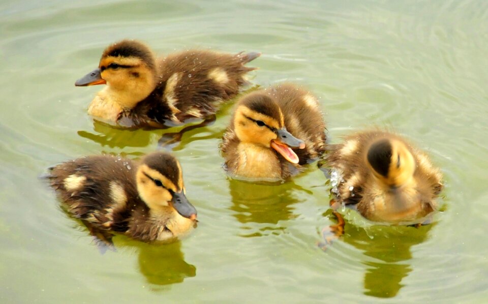 Wildlife nature water