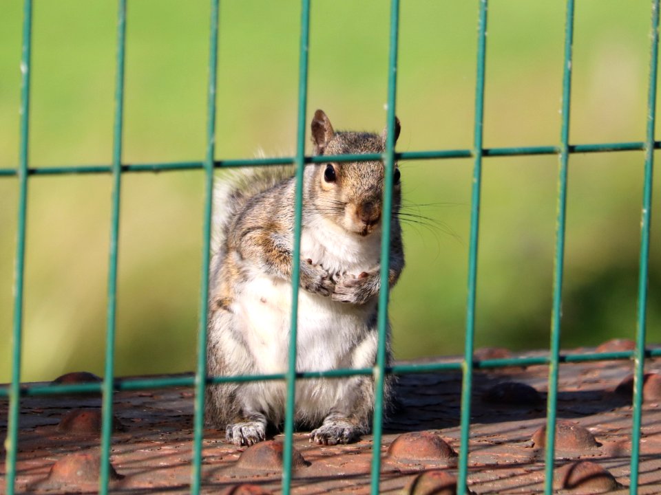 Grey Squirrel, Sciurus carolinensis
