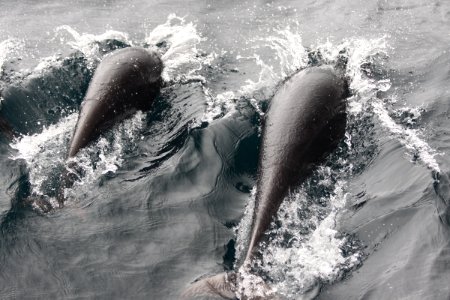 CBNMS - Northern Right Whale Dolphin- Lissodelphis borealis (Delphinidae)