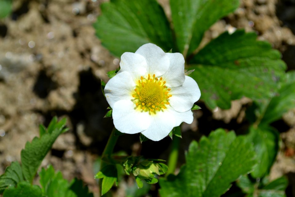 Strawberry flower