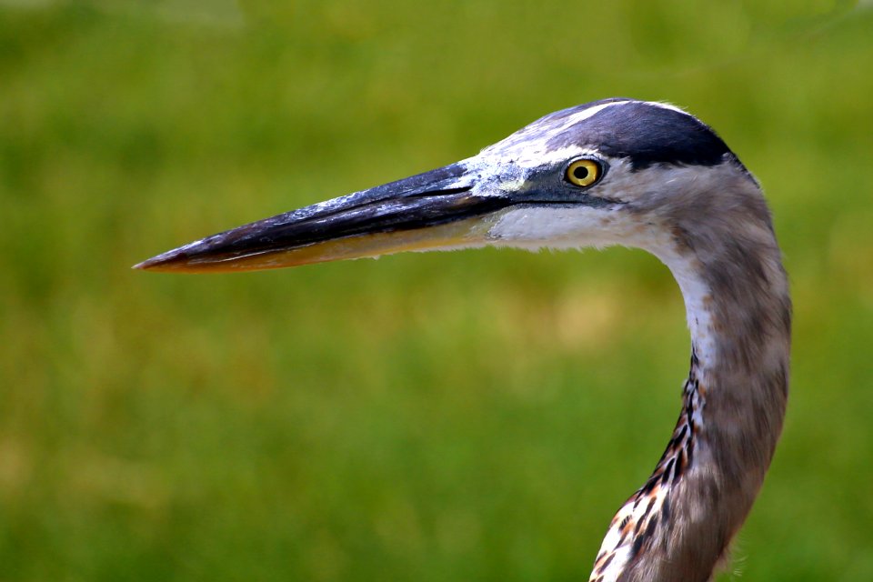 Great Blue Heron - deadly and merciless