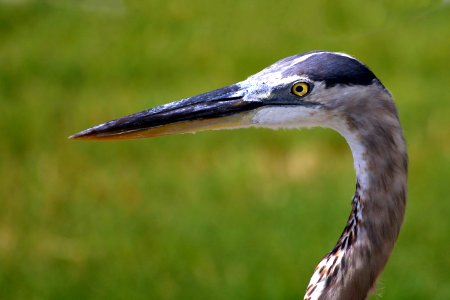 Great Blue Heron - deadly and merciless