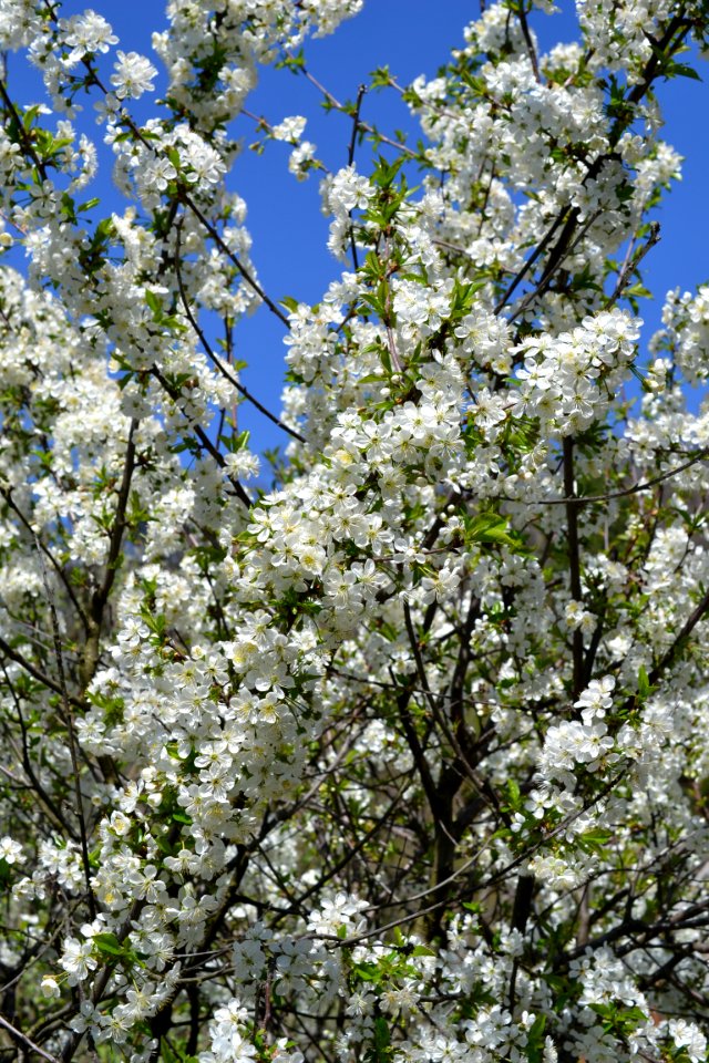 Blooming trees