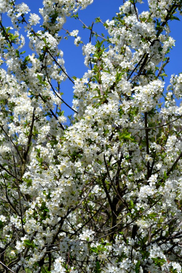 Blooming trees photo