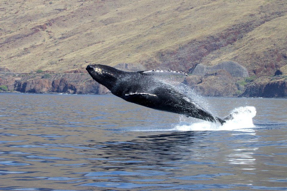 HIHWNMS - Humpback Breaching
