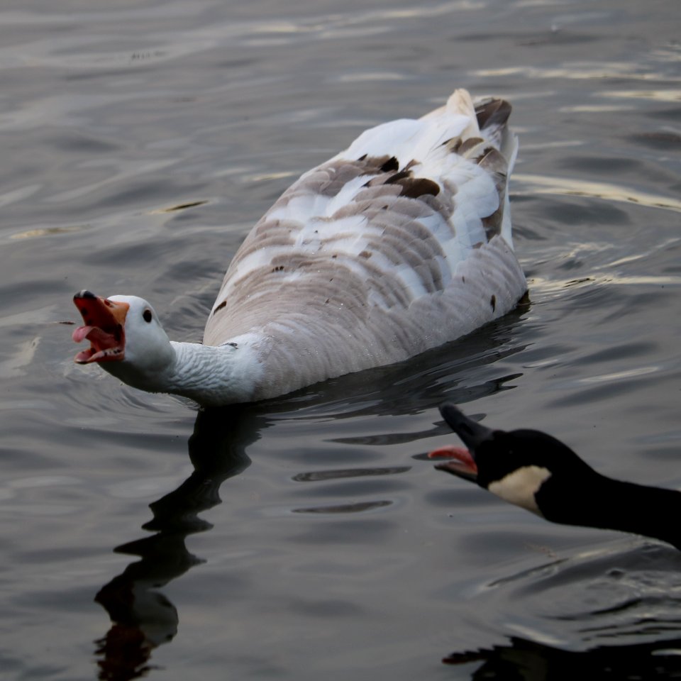 Pink-tongued Geese