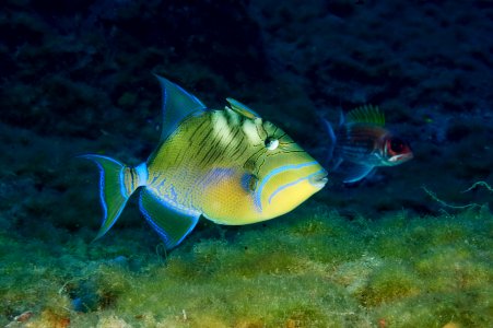 FGBNMS - Queen Trigger fish photo
