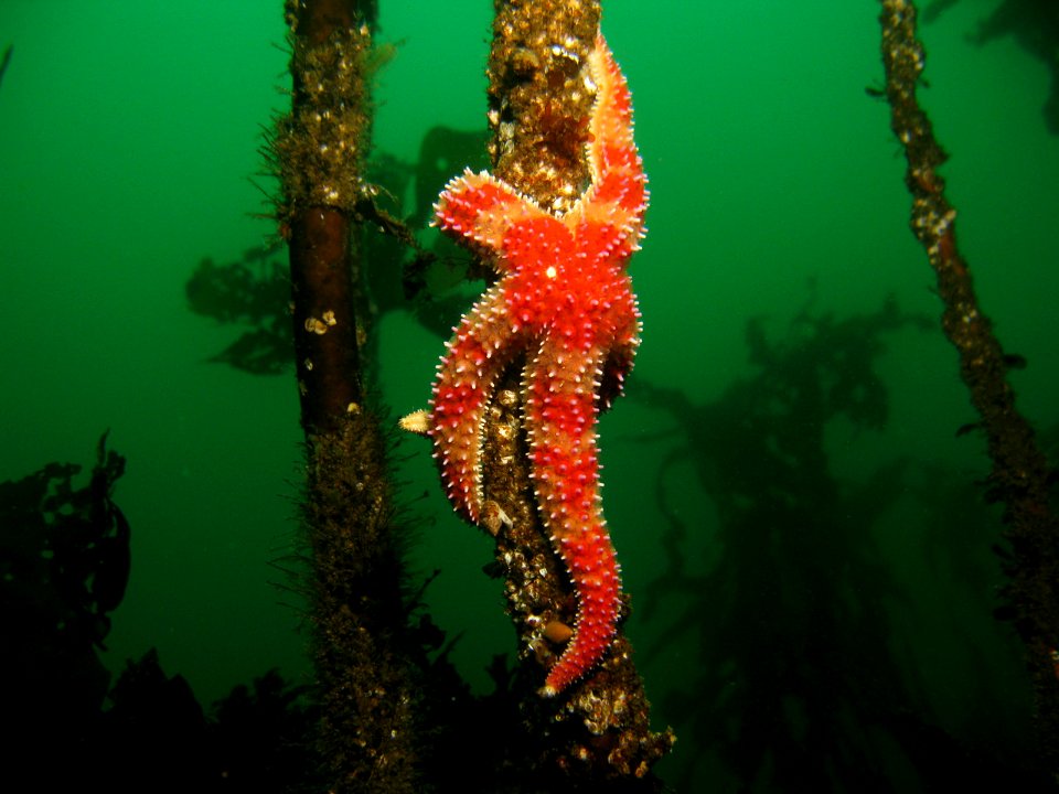 OCNMS - Sea Star On Kelp