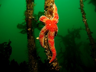 OCNMS - Sea Star On Kelp photo
