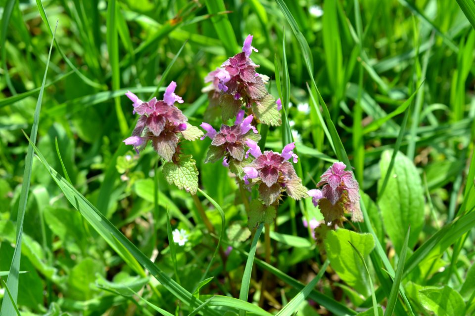 Flowers in the garden