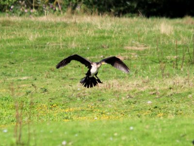 Cormorant coming in to land. photo