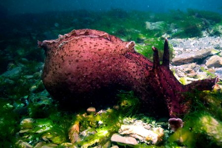 MBNMS - sea hare mollusk photo