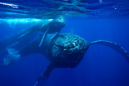 Humpback Whale And Calf photo