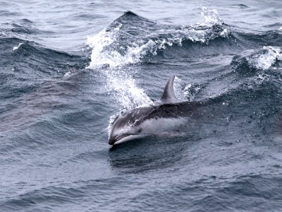CBNMS - Pacific White-sided Dolphin- Lagenorhynchus obliquidens (Delphinidae) photo