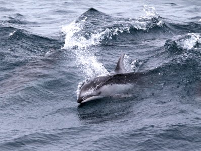 CBNMS - Pacific White-sided Dolphin- Lagenorhynchus obliquidens (Delphinidae)