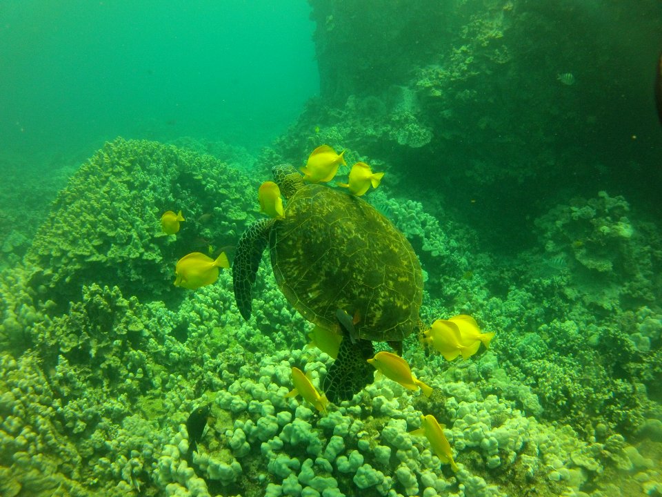 HIHWNMS - turtle cleaning station