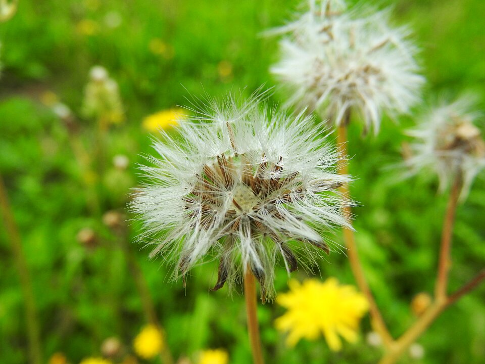 Dandelion flower pointed flower