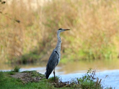 Statuesque Heron