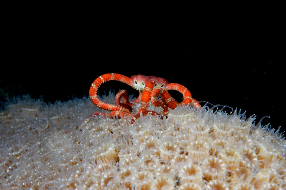 FGBNMS -- Brittle Star