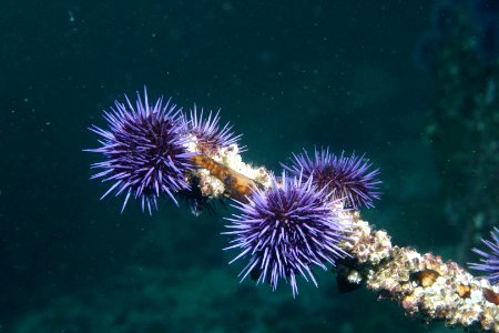 GFNMS - purple urchins photo