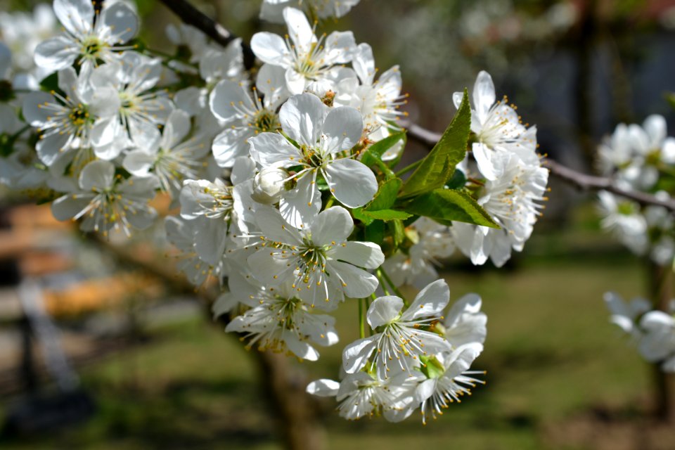 Blooming trees
