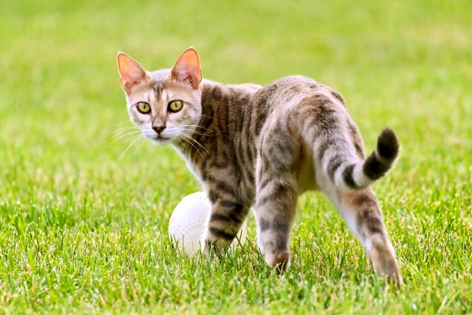 Blue bengal kitten: taste of freedom - 0