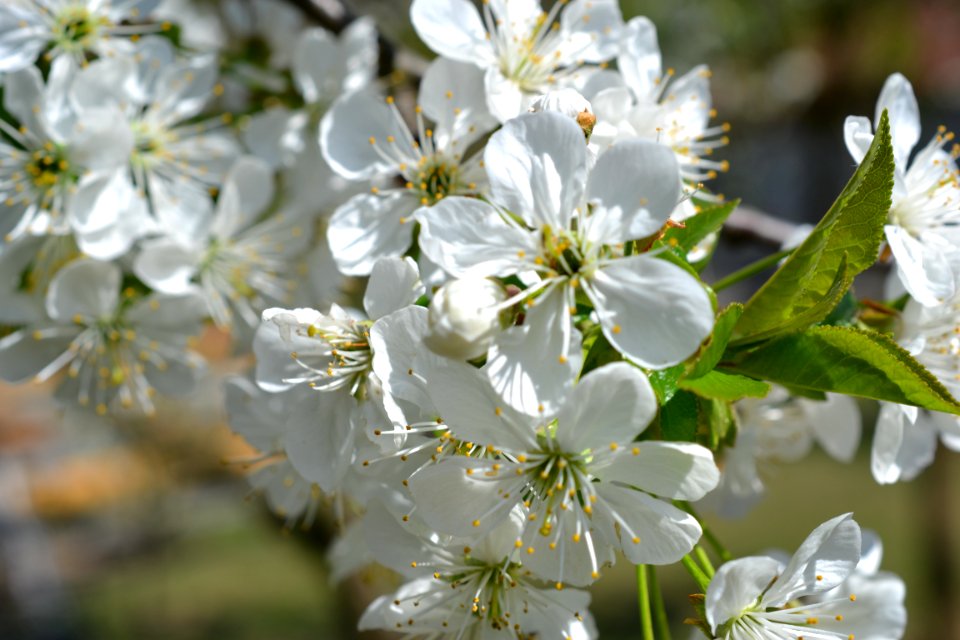 Blooming trees