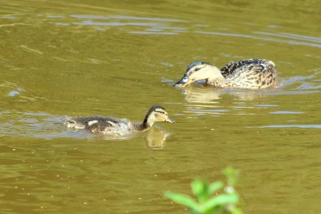Female Mallard and Duckling photo