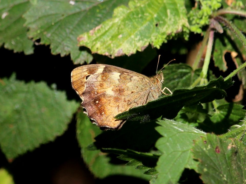Speckled Wood underside
