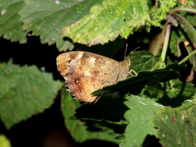 Speckled Wood underside photo