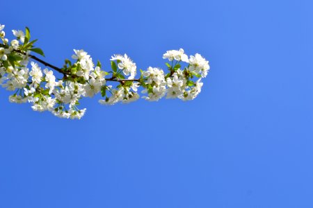 Blooming trees