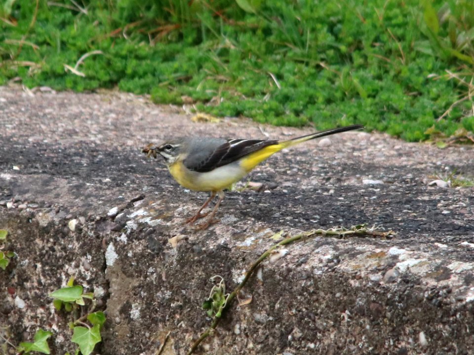 Grey Wagtail collecting food.