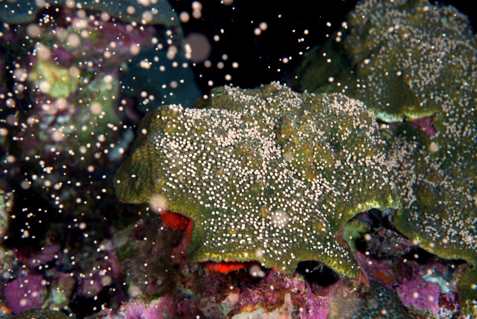 FGBNMS - Coral Spawning photo