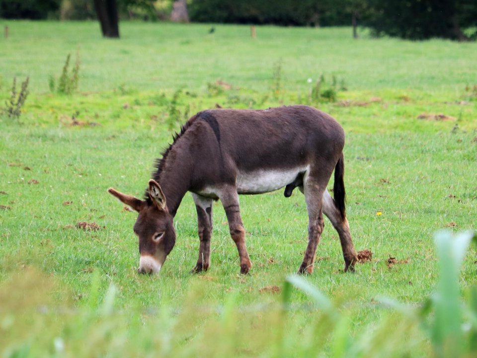 This is Donkey "Dick".